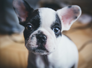 Boston Terrier Puppy